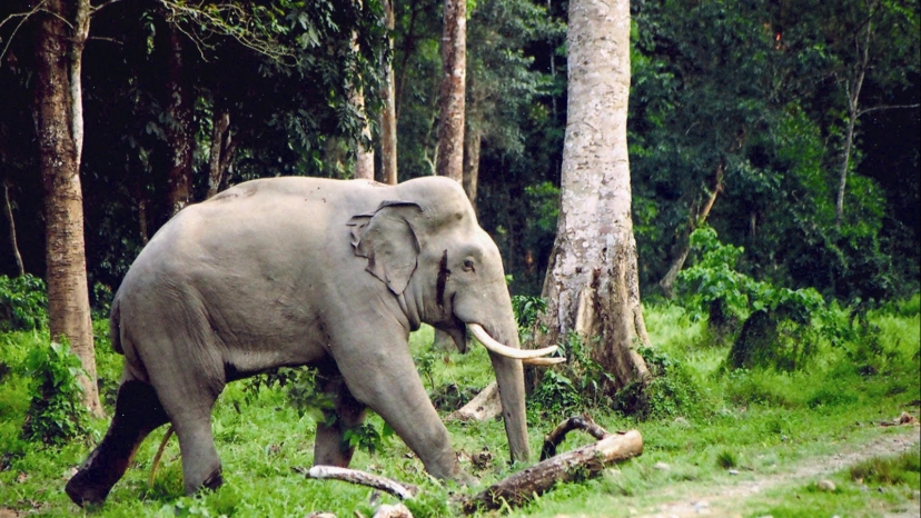 Darjeeling Tour